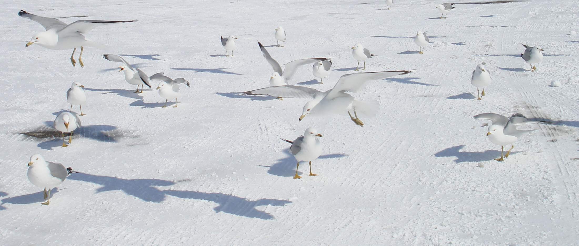 gulls on snow-covered parking lot